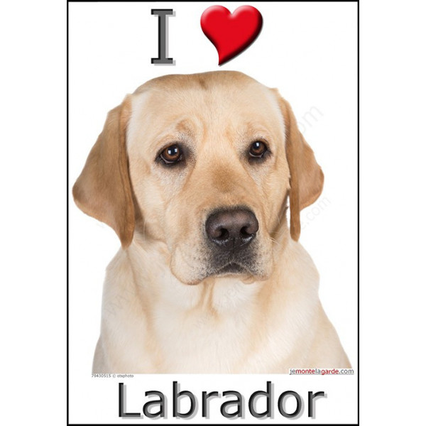 Sticker autocollant, Labrador Sable jaune Tête, 4 tailles, 4 possibilités !