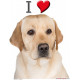 Sticker autocollant, Labrador Sable jaune Tête, 4 tailles, 4 possibilités ! Photo + I love