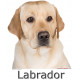 Sticker autocollant, Labrador Sable jaune Tête, 4 tailles, 4 possibilités ! Photo + nom race