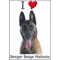 "I love Malinois" Sticker photo 3 tailles, 4 possibilités !