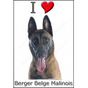 "I love Malinois" Sticker photo 2 tailles, 4 possibilités !