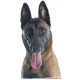 Sticker autocollant, Berger Belge Malinois Tête, 4 tailles, 4 possibilités ! Photo seule