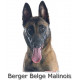 Sticker autocollant, Berger Belge Malinois Tête, 4 tailles, 4 possibilités ! Photo + nom race