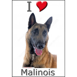 "I love Malinois" Sticker photo 3 tailles, 4 possibilités !