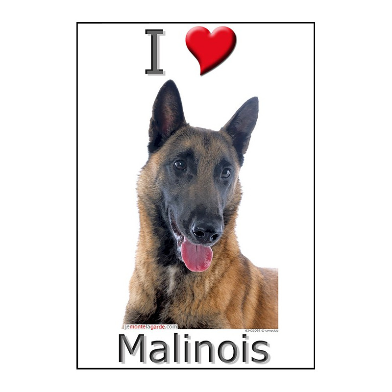 Sticker autocollant, Berger Belge Malinois Tête, 4 tailles, 4 possibilités ! Sticker autocollant, Berger Belge Malinois Tête, 4 tailles, 4 possibilités !
