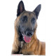 Sticker autocollant, Berger Belge Malinois Tête, 4 tailles, 4 possibilités ! Photo seule