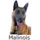 Sticker autocollant, Berger Belge Malinois Tête, 4 tailles, 4 possibilités ! Photo + nom race