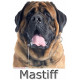 Sticker autocollant, Mastiff Tête, 4 tailles, 4 possibilités ! Photo + nom race