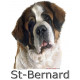 Sticker autocollant, Saint-Bernard Tête, 4 tailles, 4 possibilités ! Photo + nom race