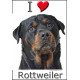 Sticker autocollant, Rottweiler Tête, 4 tailles, 4 possibilités !