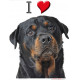 Sticker autocollant, Rottweiler Tête, 4 tailles, 4 possibilités ! Photo + I love