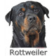 Sticker autocollant, Rottweiler Tête, 4 tailles, 4 possibilités ! Photo + nom race