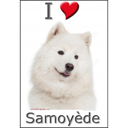 "I love Samoyède" Sticker photo 2 tailles, 4 possibilités !