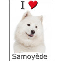 "I love Samoyède" Sticker photo 2 tailles, 4 possibilités !