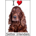 "I love Setter Irlandais" Sticker photo 4 tailles, 4 possibilités !