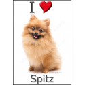 "I love Spitz" Sticker photo 3 tailles, 4 possibilités !