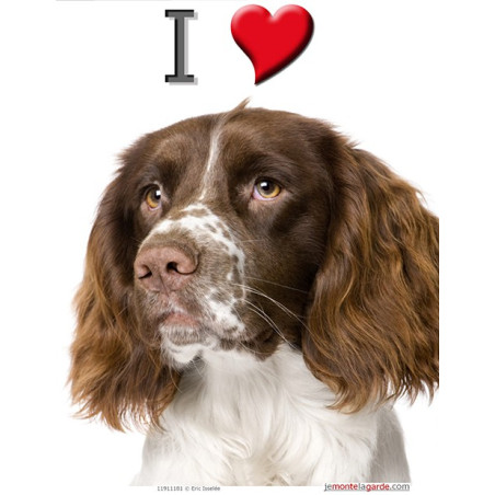 "I love Springer Spaniel foie" sticker photo 16 x 11 cm ! C