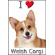 Sticker autocollant, Welsh Corgi Tête, 4 tailles, 4 possibilités !