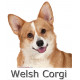 Sticker autocollant, Welsh Corgi Tête, 4 tailles, 4 possibilités ! Photo + nom race