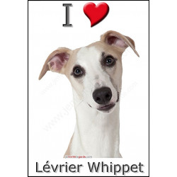 "I love Lévrier Whippet" Sticker photo 4 tailles, 4 possibilités !