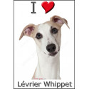 "I love Lévrier Whippet" Sticker photo 4 tailles, 4 possibilités !