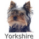 Sticker autocollant, Yorkshire Tête, 4 tailles, 4 possibilités ! Photo + nom race