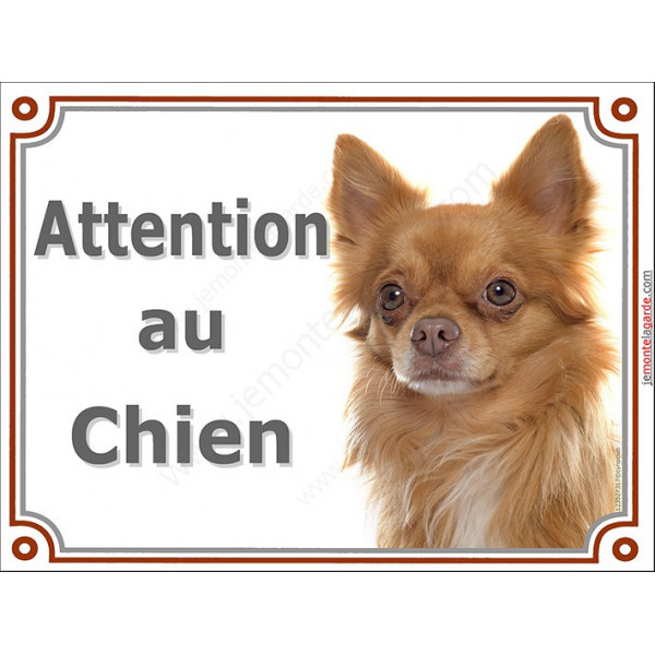 Chihuahua roux orange poils longs, plaque portail "Attention au Chien" pancarte panneau fauve photo chocolat dilué