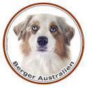 Aussie Rouge Merle, sticker photo rond 15 cm - 3 ans
