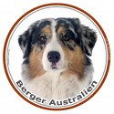 Aussie Bleu Merle, sticker photo rond 15 cm - 3 ans