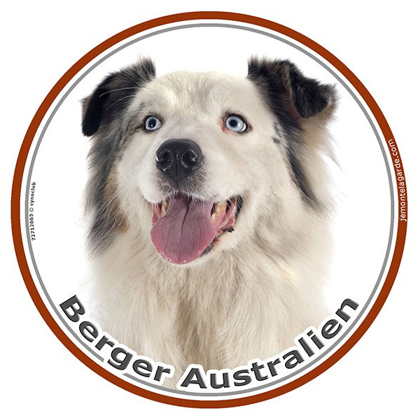 Berger Australien Blanc et Bleu Merle, sticker autocollant rond Disque photo adhésifs Aussie