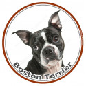 Boston Terrier, sticker photo rond 15 cm - 3 ans