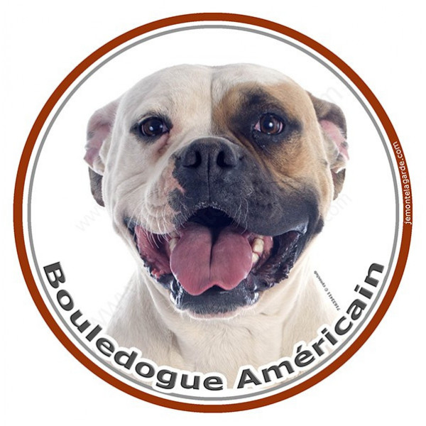 Sticker autocollant rond 15 cm, Bouledogue Américain Blanc-Fauve Tête, Bulldog USA adhésifs