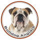 Sticker autocollant ronds 15 cm, Bulldog Anglais Fauve Tête, adhésif rond photo