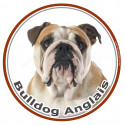 Bulldog Anglais, sticker rond photo 15 cm - 3 ans
