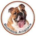 Sticker rond 15 cm, Bulldog Anglais Fauve Tête
