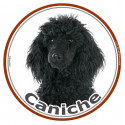 Caniche Noir, sticker photo rond 15 cm - 3 ans