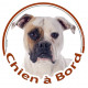 Sticker autocollant rond "Chien à Bord" 15 cm, Bouledogue Américain Blanc-Fauve Tête, adhésif vitre voiture, Bulldog