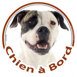 Sticker autocollant rond "Chien à Bord" 15 cm, Bouledogue Américain Bringé Tête, adhésif vitre voiture, Bulldog