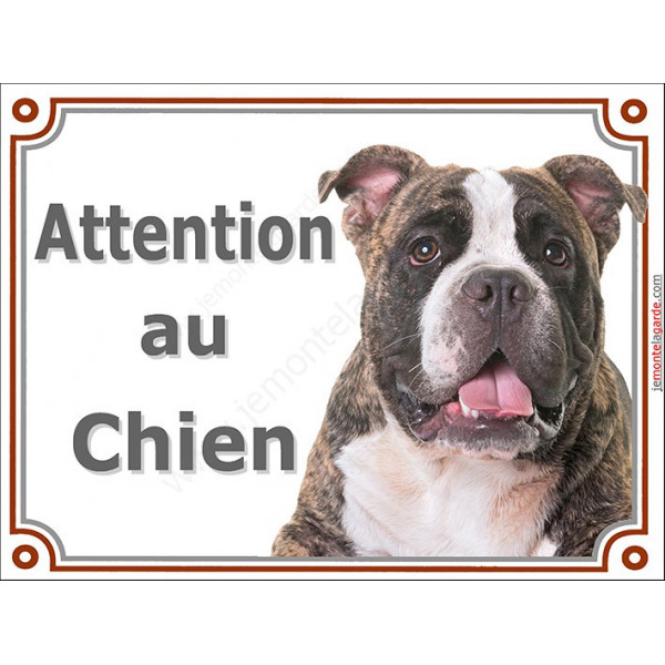 American Bully bringé, plaque portail "Attention au Chien" pancarte entrée, panneau photo race