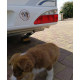 Berger Australien Blanc et Rouge Merle Tête, sticker autocollant rond "Chien à Bord" vitre voiture Aussie