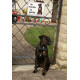 Boxer Bringé Assis, Plaque Portail "Je Monte la Garde, risques et périls" Boxeur marron rayé bringué attention au chien