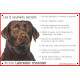 Labrador Chocolat Tête, Plaque Portail Les 8 Souhaits Secrets, pancarte, affiche panneau, commandements éducation brun marron