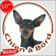 Pinscher noir et feu Tête, sticker autocollant rond "Chien à Bord" 15 cm, adhésif photo vitre voiture