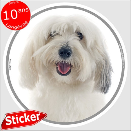 Coton de Tuléar blanc, sticker autocollant rond "photo" intérieur ou Extérieur, adhésif vitre résiste intempéries
