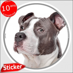 Amstaff bleu, sticker autocollant rond "photo" 15 cm intérieur/Extérieur American Staffordshire Terrier bleu adhésif chien résis
