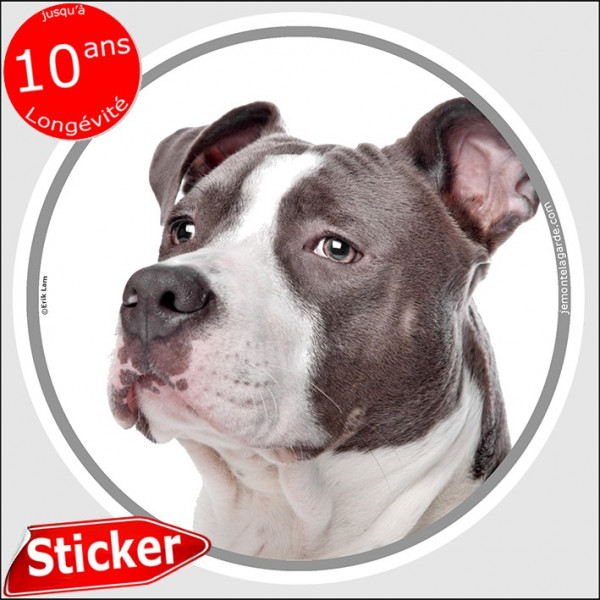 Amstaff bleu, sticker autocollant rond "photo" American Staffordshire Terrier bleu adhésif chien, résiste pluie soleil gel, idée