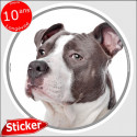 Amstaff bleu, sticker autocollant rond "photo" 15 cm intérieur/Extérieur