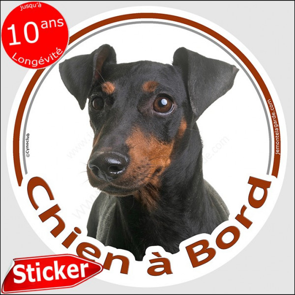 Manchester Terrier, sticker autocollant rond "Chien à Bord" disque adhésif vitre voiture pinscher moyen photo