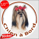 Sticker autocollant rond "Chien à Bord" 15 cm, Shih-Tzu fauve et blanc poils longs Tête, adhésif vitre voiture Shitzu photo