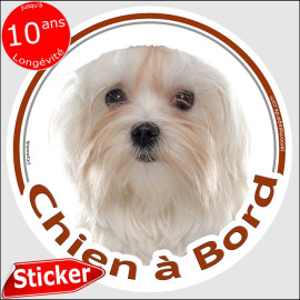 Sticker rond "Chien à Bord" Bichon Maltais Tête, autocollant vitre voiture adhésif photo, résiste pluie soleil gel, idée cadeau